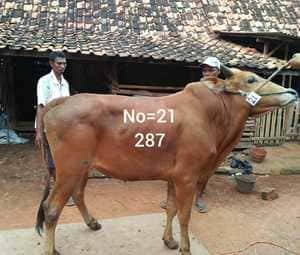 #QurbanMasukDesa #QurbanTepatSasaran #QurbanDariRumah #Qurban2021 #Kurban #Qurban #QurbanOnline,